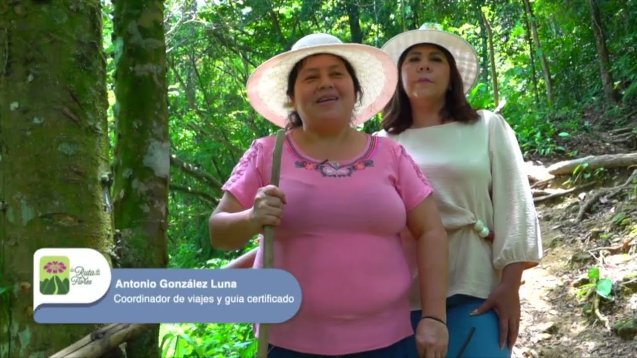 Voces de tierra verde: medio ambiente desde el territorio
